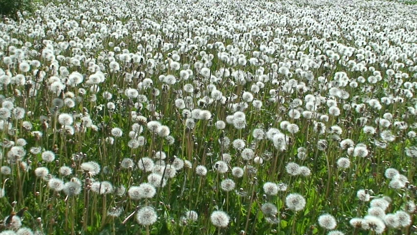 Field of dandelion (Sow-thistle) plants 1 