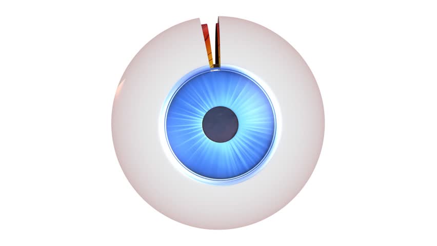 Eye anatomy - inner structure isolated on white