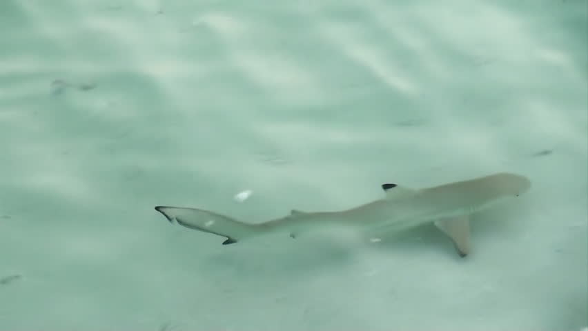 baby reef sharks (Blacktip)