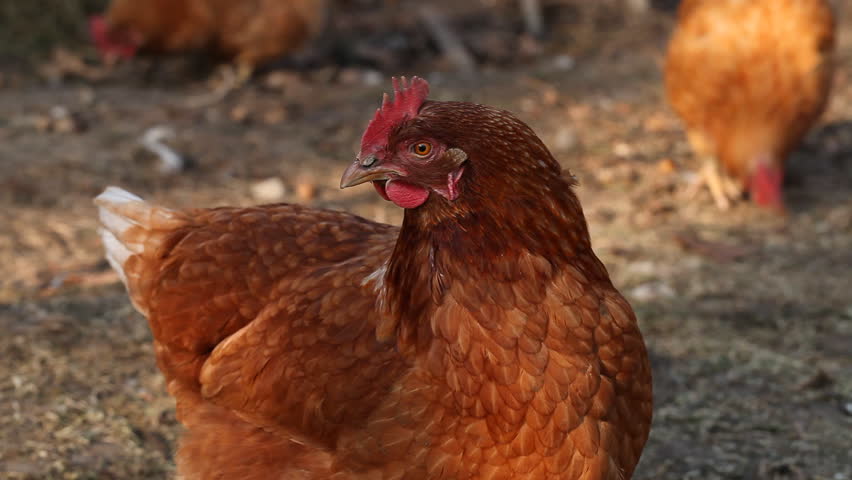 Close up of domestic chicken at a farm