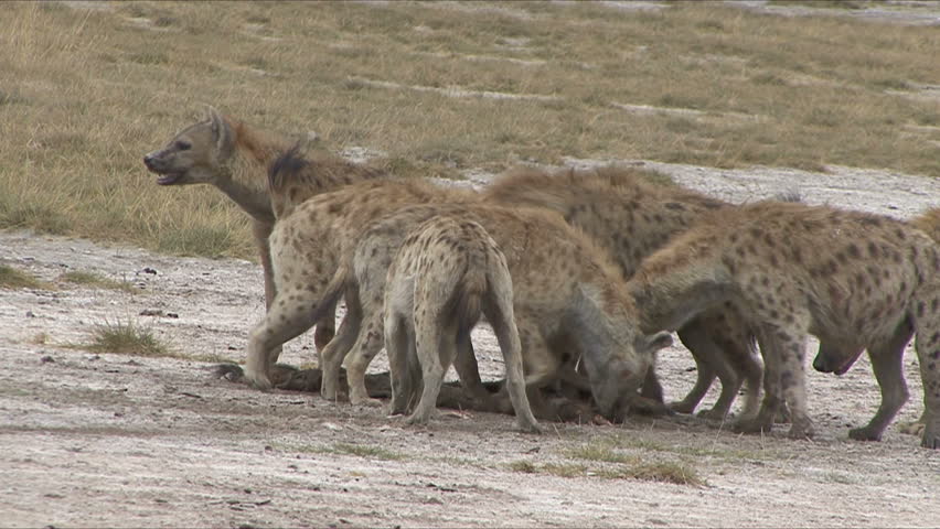 A Hyena Pack is aggressive over a Wildebeest skin in Amboseli National Park, Kenya, Africa. 