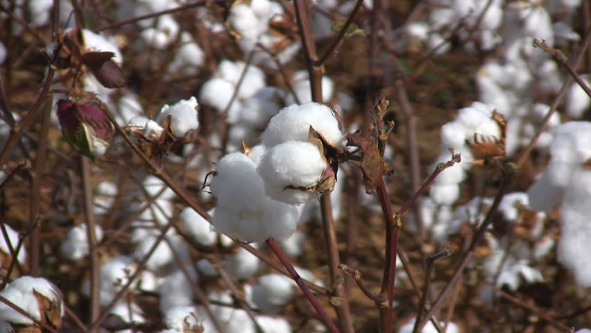 Pull back view of a cultivated and ready to harvest field of cotton bolls in Alabama.