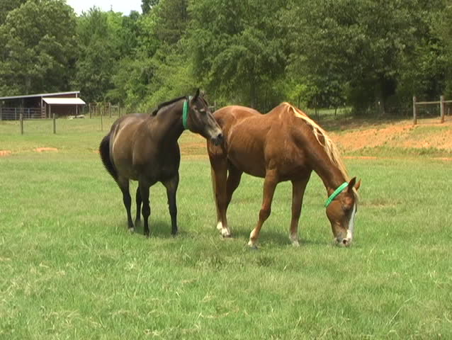 Two full grown horses side by side in a pasture look around and graze.
