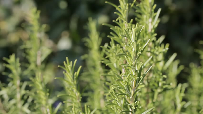 Cutting fresh herbs