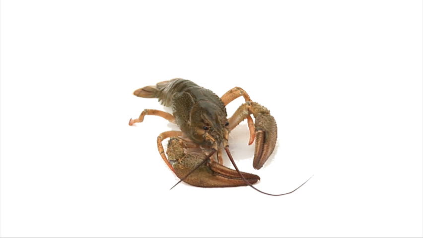 Lobster crawls. White background.