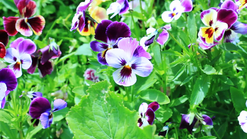 Pansy flowers