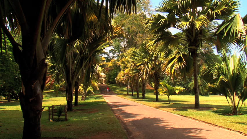 Pathway with palm trees in  National Botanic Garden  of the Sri-Lanka