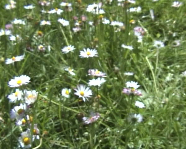 Flowers fly through, bee point of view. Summer scape. Suitable for music clips.