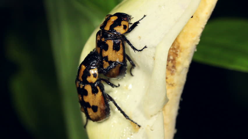 Beetles mating on a tropical Arum flower in Western Ecuador