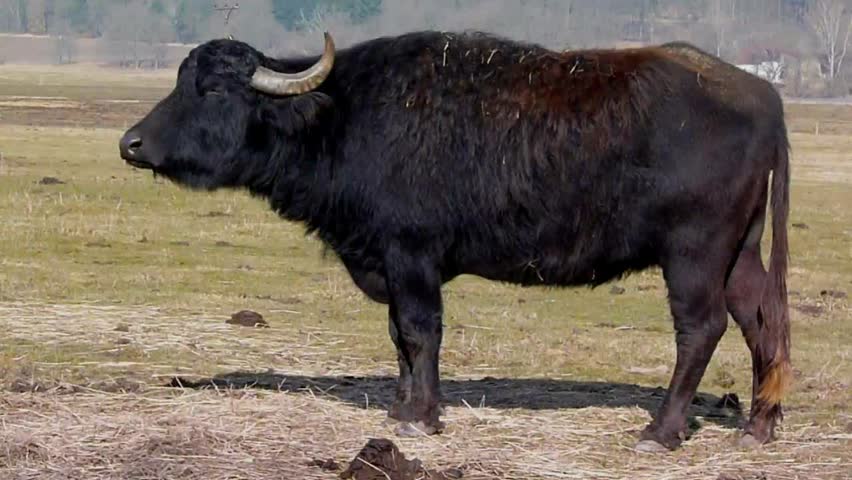 bull