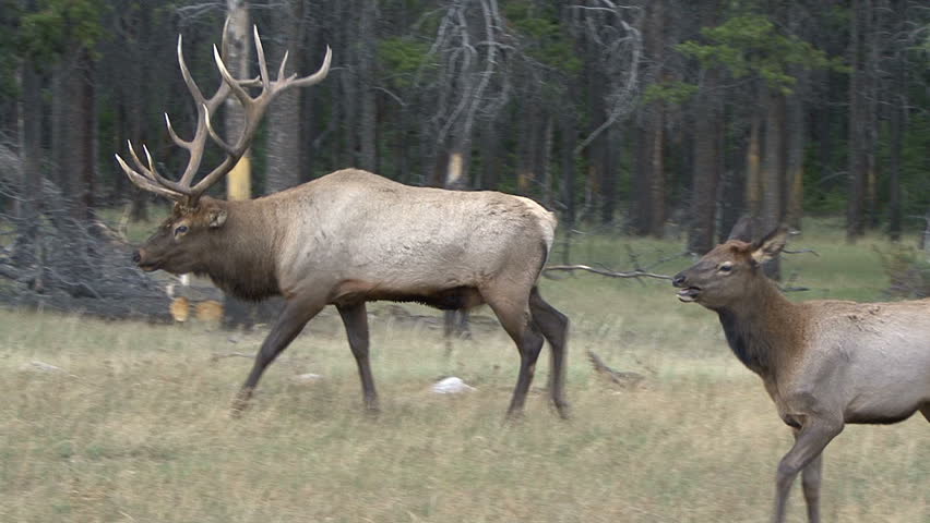 A Bull Elk takes a walk through the timber at Jasper, Alberta Canada.