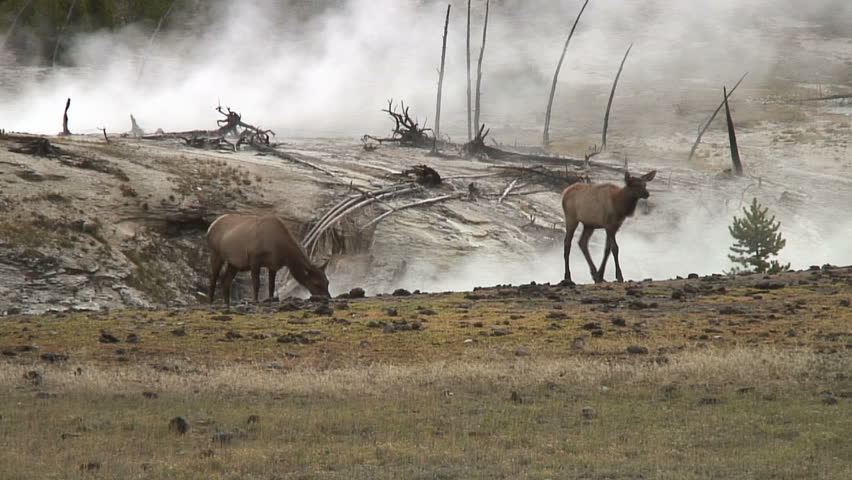 Elk appear to be in a burnout area but, are actually in steam at Yellowstone National Park.