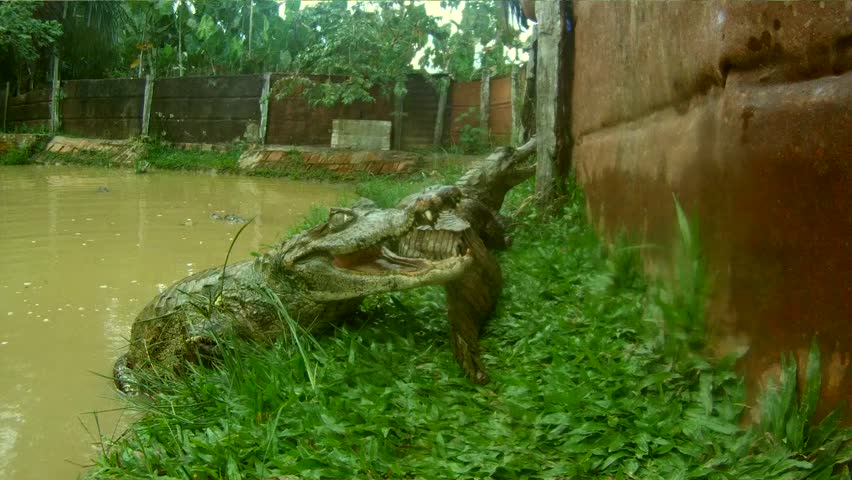 Crocodile, South-America