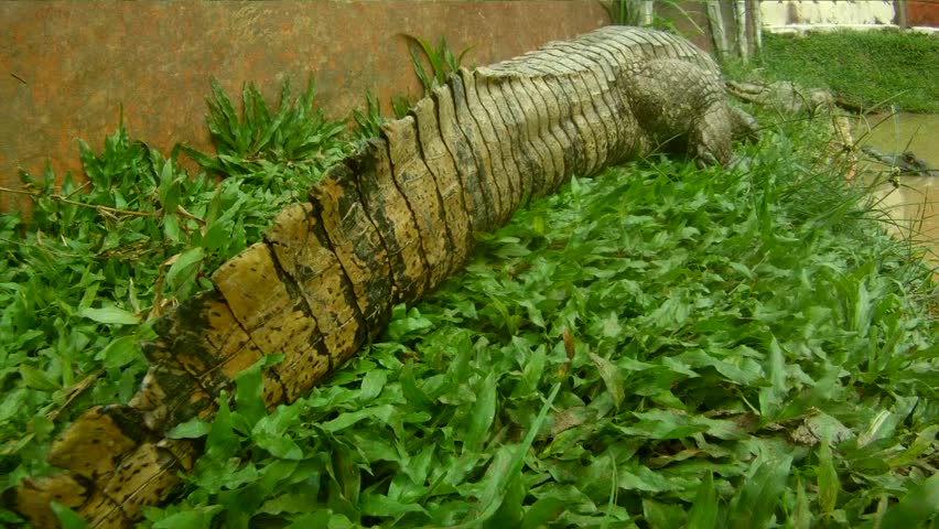 Crocodile, South-America