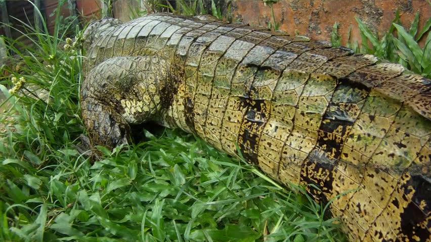 Crocodile, South-America