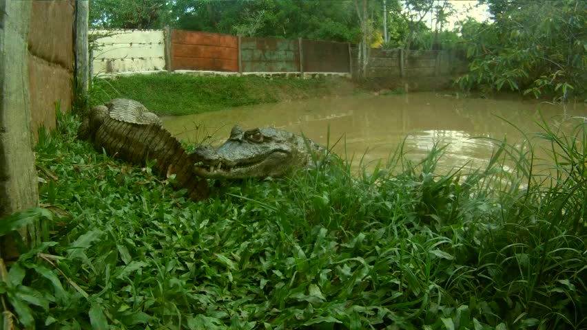 Crocodile, South-America