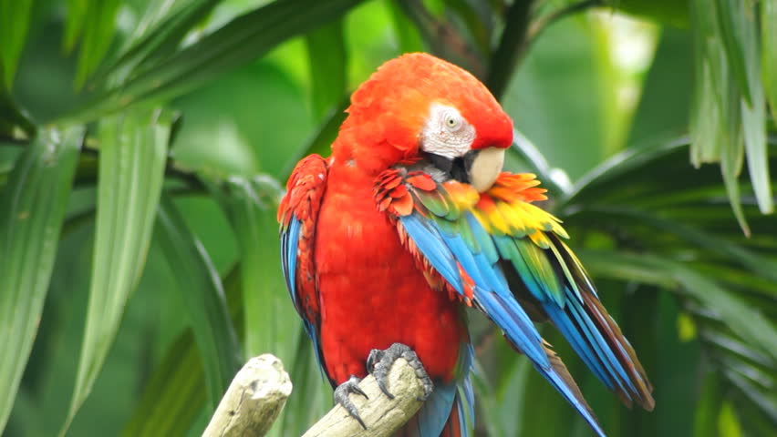 Parrot, close-up