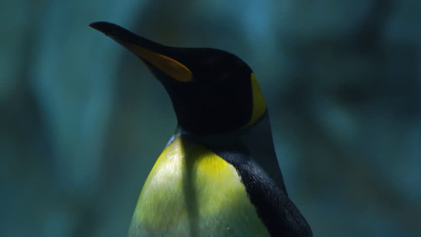 Penguin, close-up