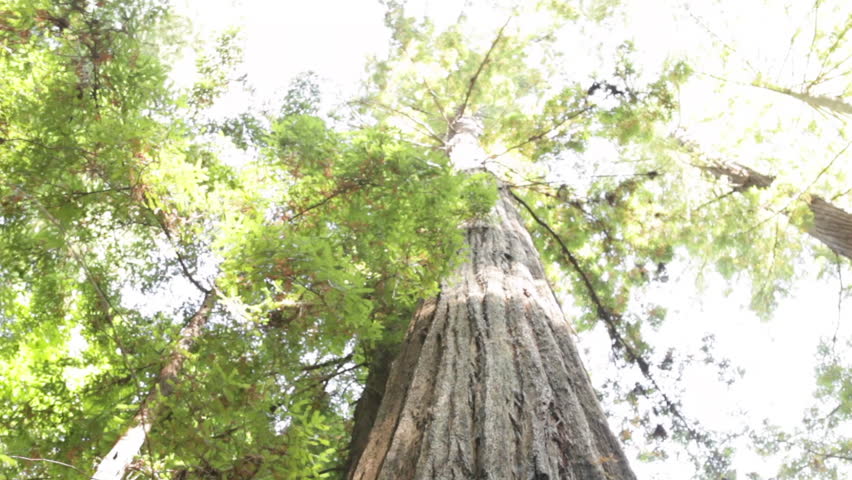Large Tree Top to Bottom