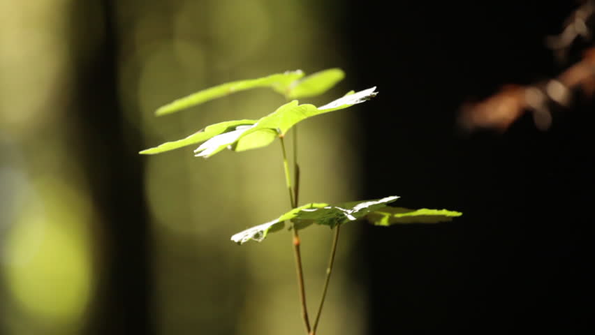 Tiny Sapling in Gentle Breeze