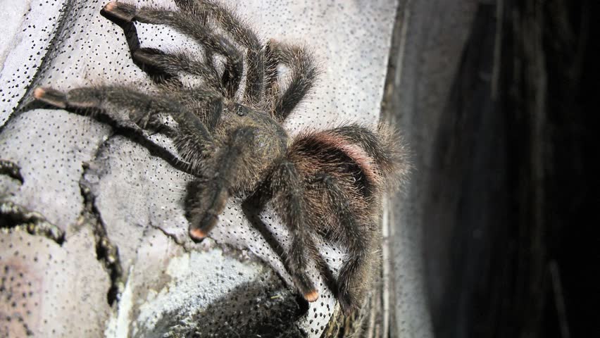 Tarantula goes into a rip in the bark of a tree to hide.