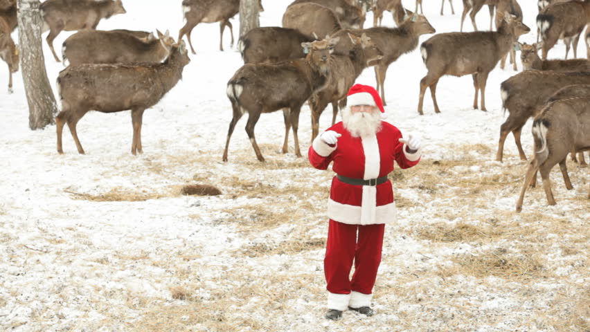 Santa Claus having fun and dancing amongst deer