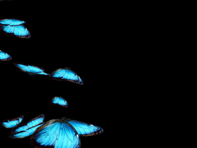Blue Butterfly Swarm (NTSC, PAL). Computer rendered. 