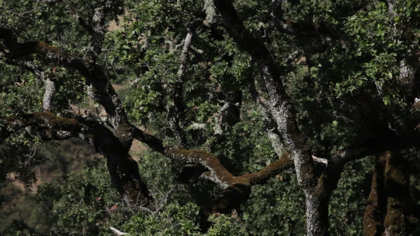 Gnarled Trees with Lichens
