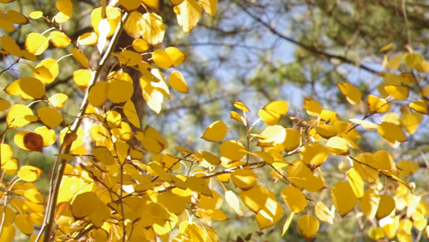 Wind blowing leaves on a golden aspen tree