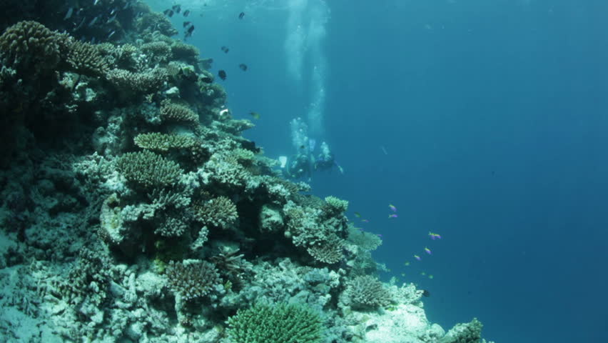 diving buddy team along coral reef in current
