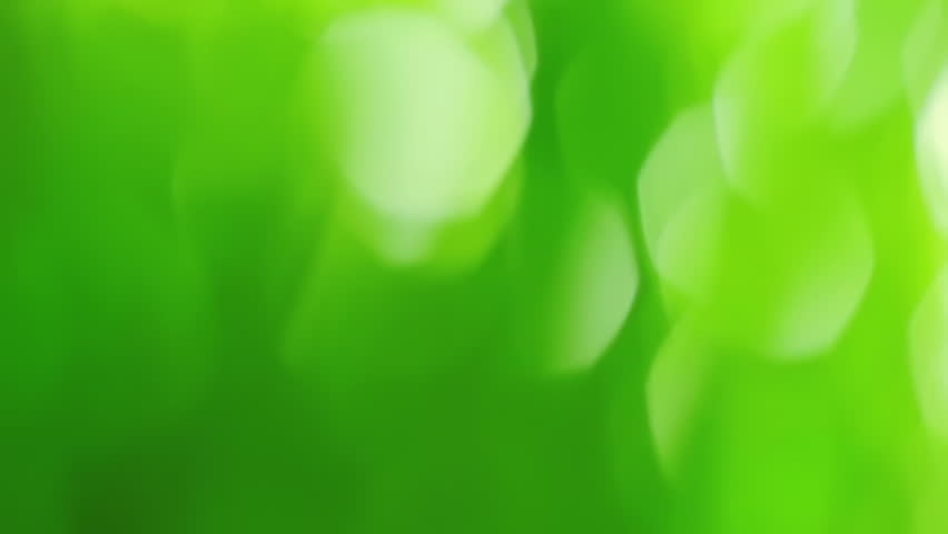 The sun shine through the green grass-blades