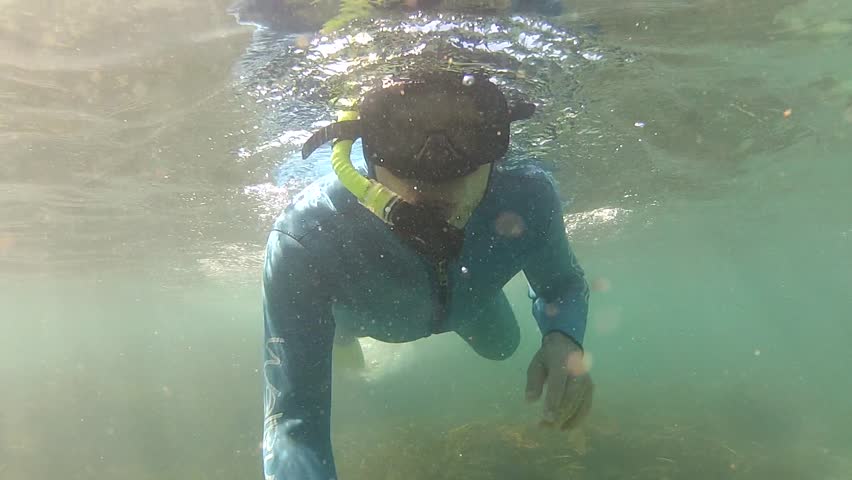 Snorkeler swimming and filmed above water in marine reserve Goat Island in New Zealand.