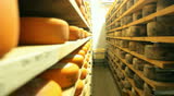 Blue cheese gouda Factory food process 
