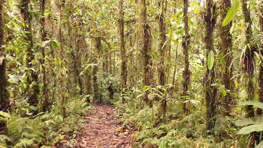 Walking through cloudforest on the highest point of the Coastal Range in Western Ecuador
