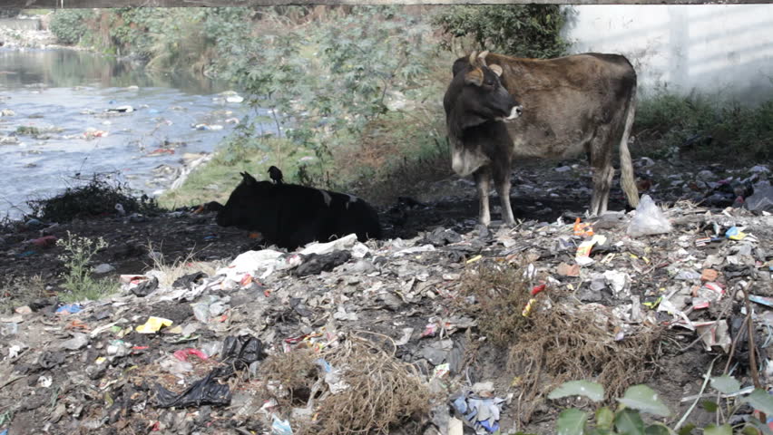 Cow. Rubbish.
