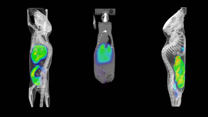HD video of 3 laboratory mouse PET/CT scans, 2 3D reconstructions rotating, and 1 fly-through coronal.