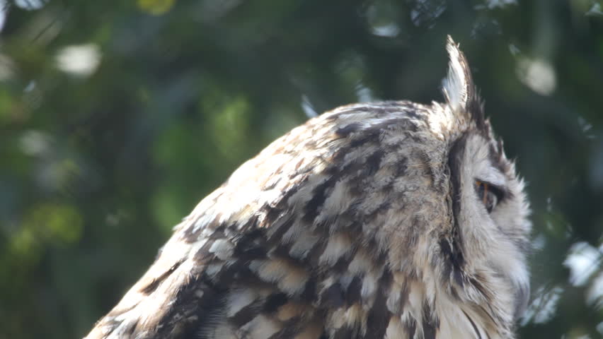 Owl.