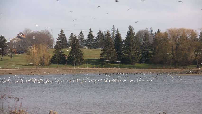 A very large community of seagulls are flying and swimming in the water.  Hundreds of seagulls are visible! (High Definition)
