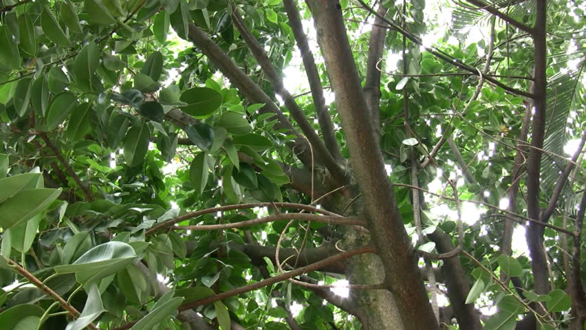 Rubber Tree in Jungle (HD). Note:Compression on the clip does not reflect actual quality, its much better on the file. This is a rubber tree from South America shot with a robotic controlled mount. 