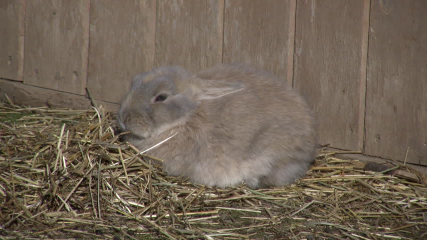 A little bunny rabbit is relaxing in the hay pile.  Can life get any easier? (High Definition)