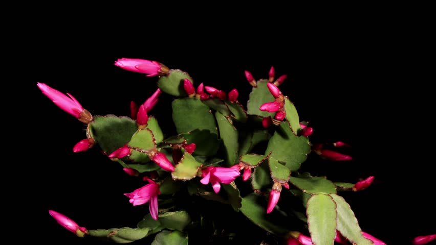 Epiphytic cactus bloom on the black background (Schlumbergera) timelapse