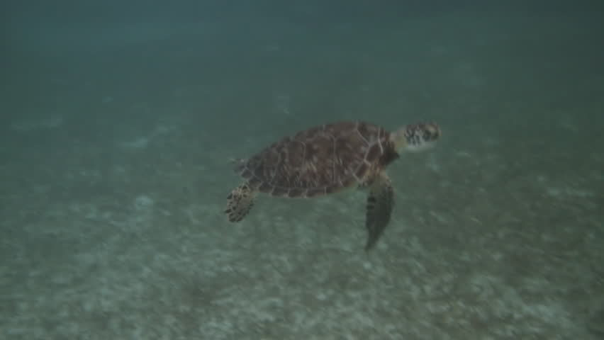 Sea Turtles Three Shots (HD). Three video segments of turtles swimming and eating algae. This are green turtle endangered species found feeding in the Mexican Caribbean. 