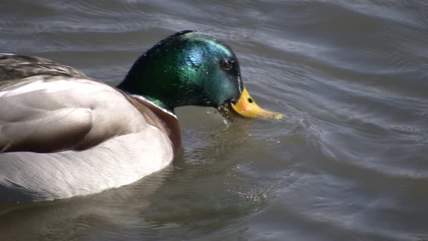 A hungry male mallard duck is searching for food in the water. (High Definition)