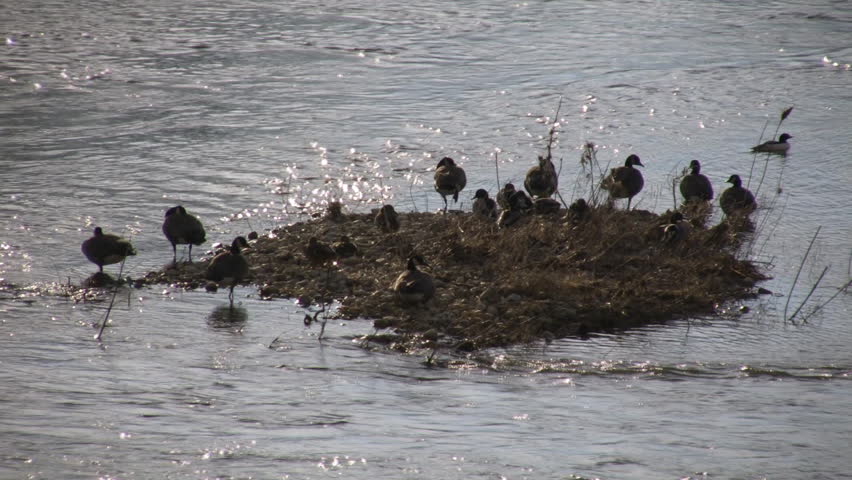 A community of Canadian geese are relaxing on a small island trying to escape the burdens of the mainland. (High Definition)