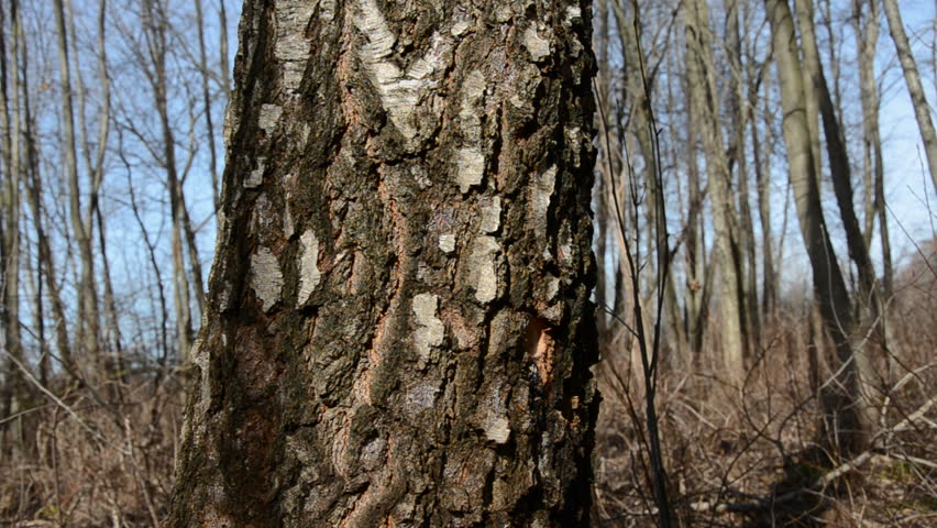 drilling a hole in birch for spring sap