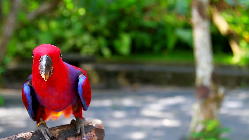 Red parrot 
