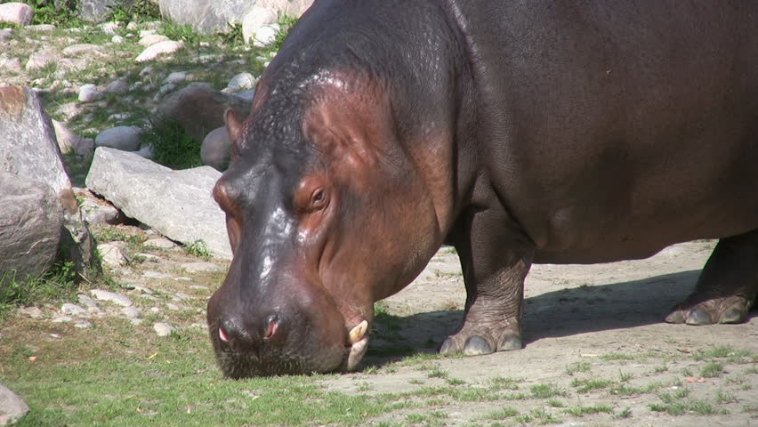 A hungry hippo walks and grazes for food.