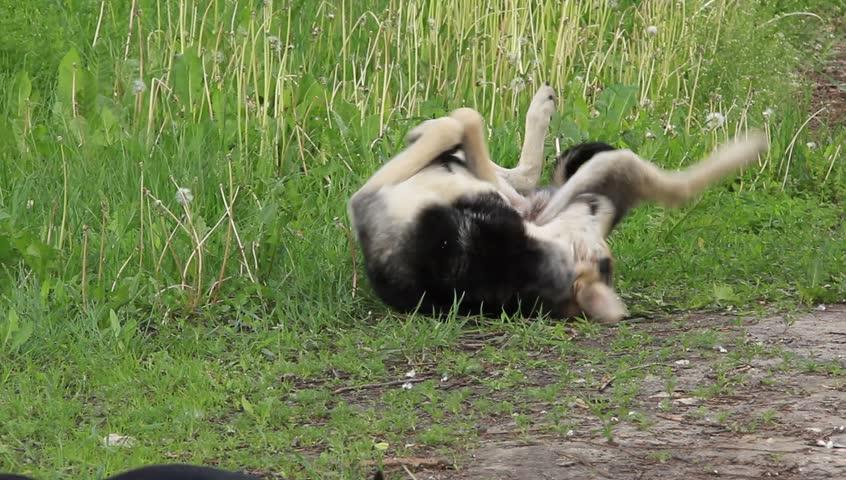 A dog rolling on the ground
