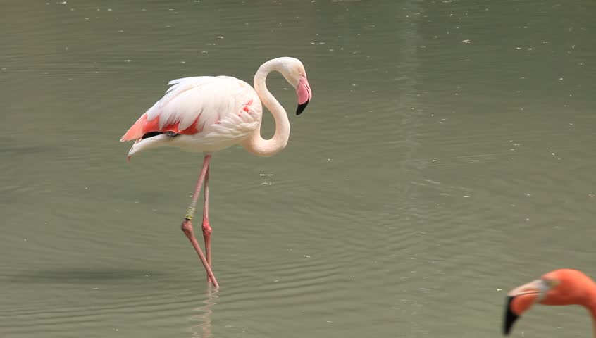 Flamingos walking in a lake