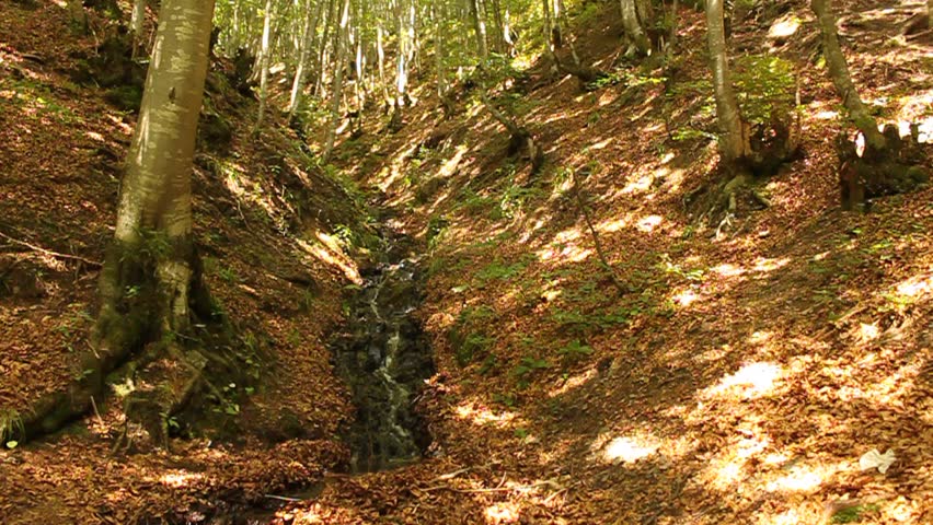 A mountain stream flows through the forest